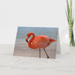 Tropische Strände Caribbean Flamingo, Aruba Karte