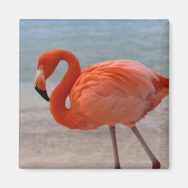 Tropische Strände | Caribbean Flamingo, Aruba Magnet (Vorne)