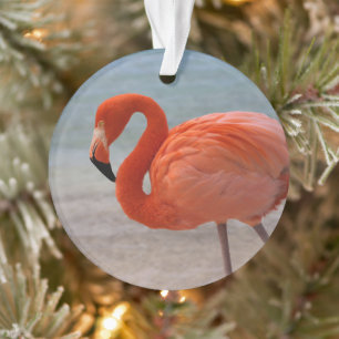Tropische Strände   Caribbean Flamingo, Aruba Ornament