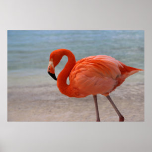 Tropische Strände   Caribbean Flamingo, Aruba Poster