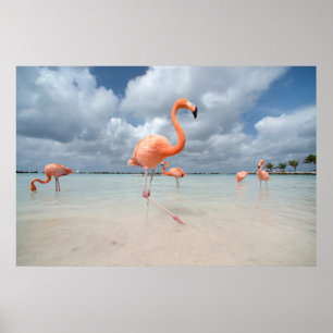 Tropische Strände   Flamingos Beach, Aruba Poster
