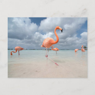 Tropische Strände   Flamingos Beach, Aruba Postkarte