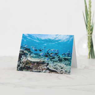 Tropische Strände   Sturgeon Karte