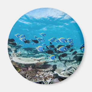 Tropische Strände   Sturgeon Magnet