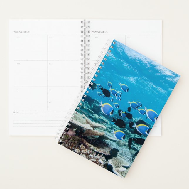 Tropische Strände | Sturgeon Planer (Anzeige)