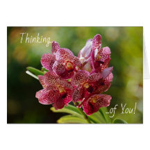 Tropische Vanda-Orchideen-Cluster-Karte
