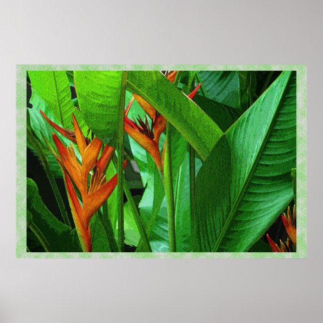 Tropische Vögel 36 x 24 Poster (Vorne)