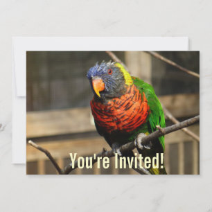 Tropische Vogel Einladung Lorikeet Sittich