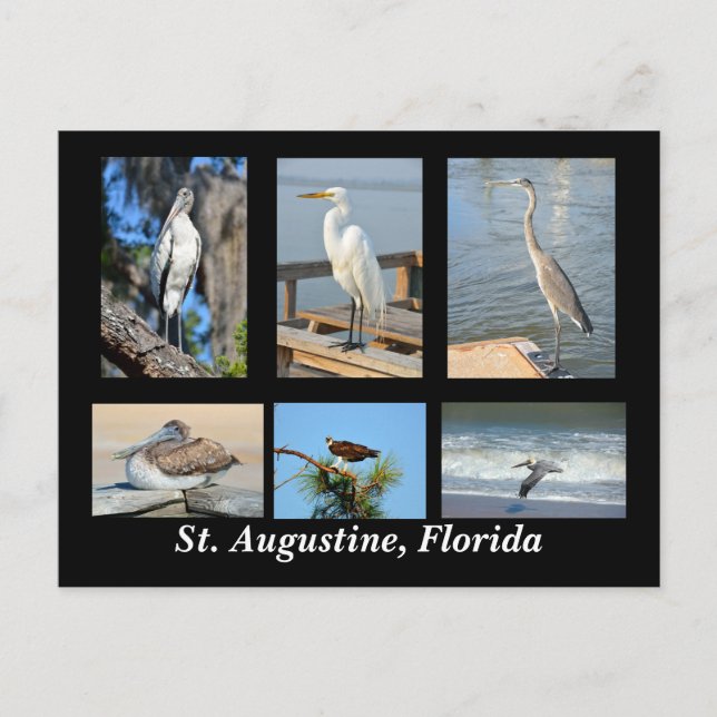 Tropische Vögel von St. Augustine, Florida Postkarte (Vorderseite)