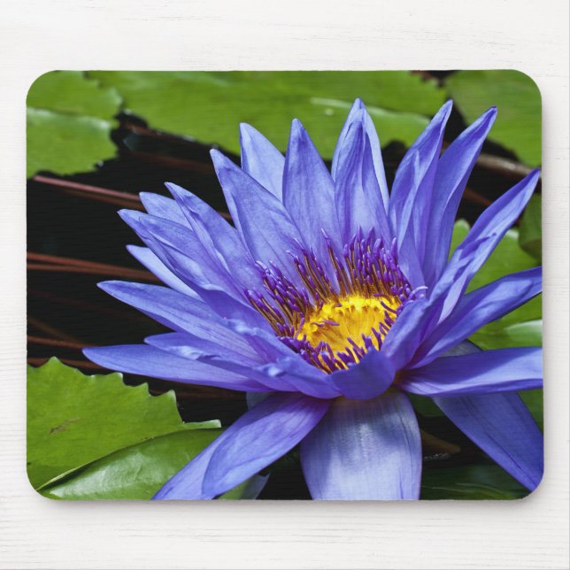 Tropische Wasserlilie Mousepad (Vorne)