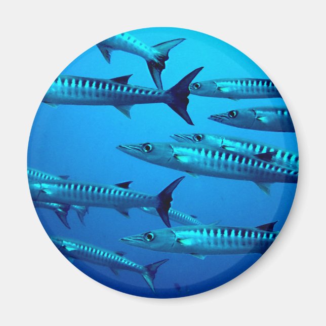 tropische Welle des Magnet (Vorne)