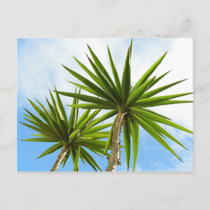 Tropische Yucca-Palmenblätter Malerei Effekt Foto Postkarte