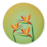 Tropischer Bird des Paradieses Blume