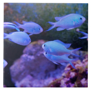 Tropischer Blauer Fisch Fliese