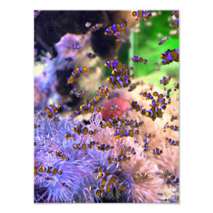 Tropischer Clownfish-Korallen Fotodruck