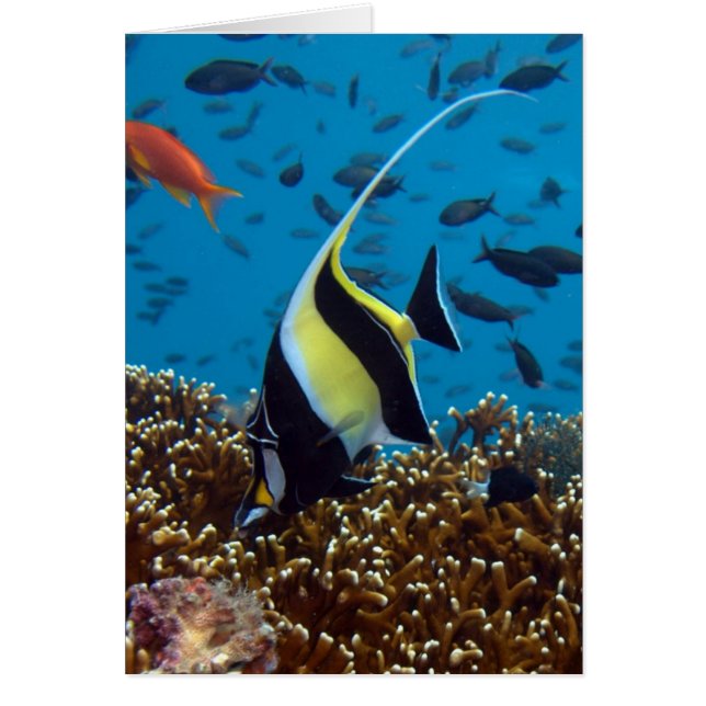 Tropischer Fisch (Vorne)