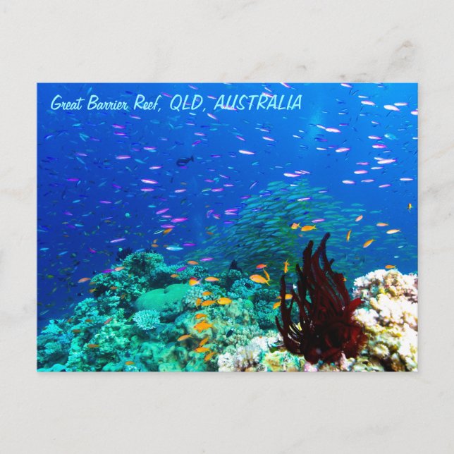 Tropischer Fisch am Great Barrier Reef Postkarte (Vorderseite)