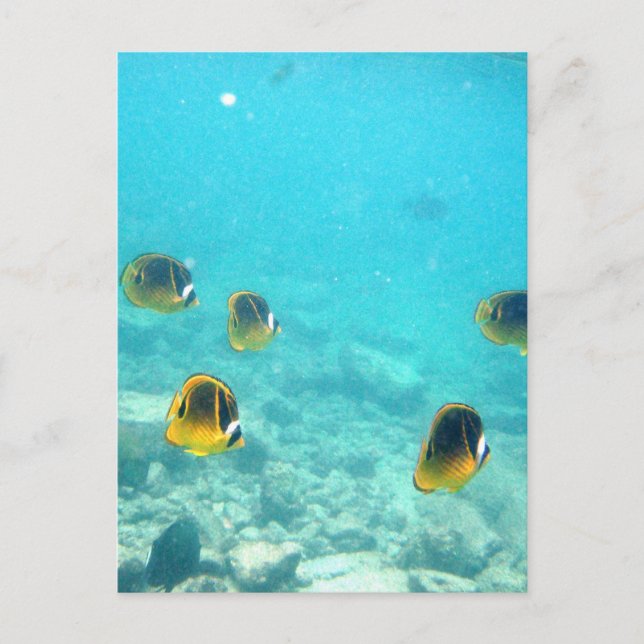 Tropischer Fisch auf Hawaii Postkarte (Vorderseite)