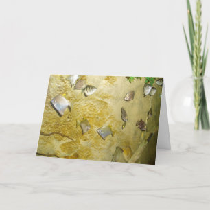 "Tropischer Fisch" erhält Brunnen-Karte Karte