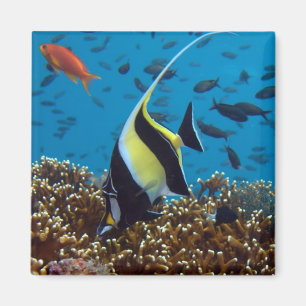 Tropischer Fisch Magnet