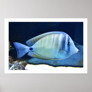 Tropischer Fisch Poster
