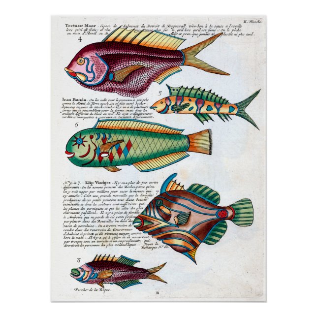 Tropischer Fisch Poster (Vorderseite)