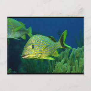 Tropischer Fisch Postkarte