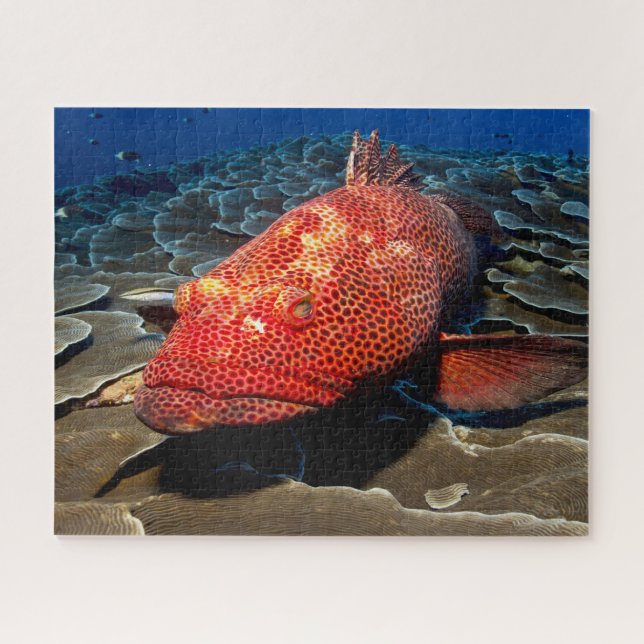Tropischer Fisch Puzzle (Horizontal)