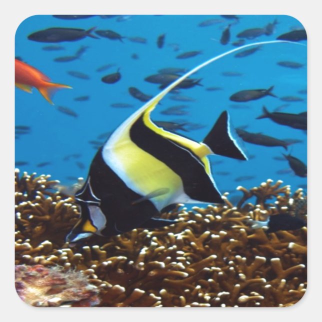 Tropischer Fisch Quadratischer Aufkleber (Vorderseite)