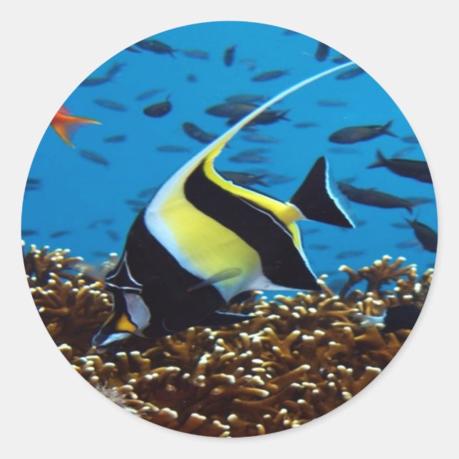 Tropischer Fisch Runder Aufkleber (Vorderseite)