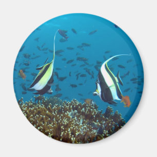 Tropischer Fischmagnet Magnet