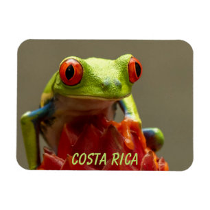 Tropischer Frosch mit roten Augen in Costa Rica Magnet
