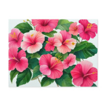 Tropischer Hawaii-Hibiskus in Rosa und Weiß