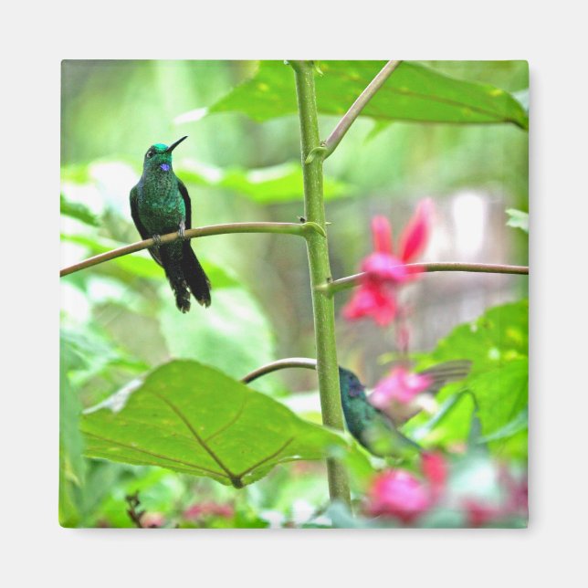Tropischer Hummingvogel und Blume Magnet (Vorne)