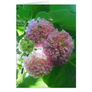 Tropischer Hydrangea-Baum