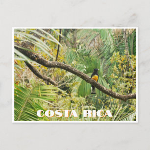 Tropischer Jungle-Vogel aus Costa Rica am Zweig Postkarte