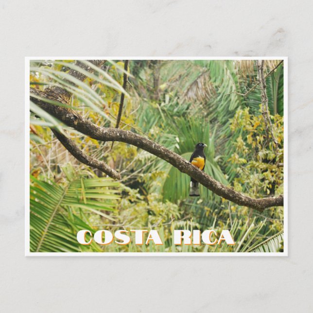 Tropischer Jungle-Vogel aus Costa Rica am Zweig Postkarte (Vorderseite)