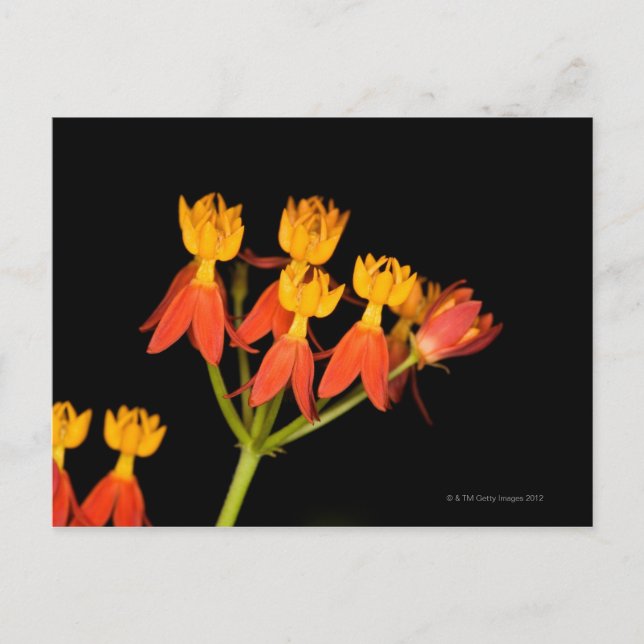 Tropischer Milkweed (Asclepias curassavica) - Postkarte (Vorderseite)