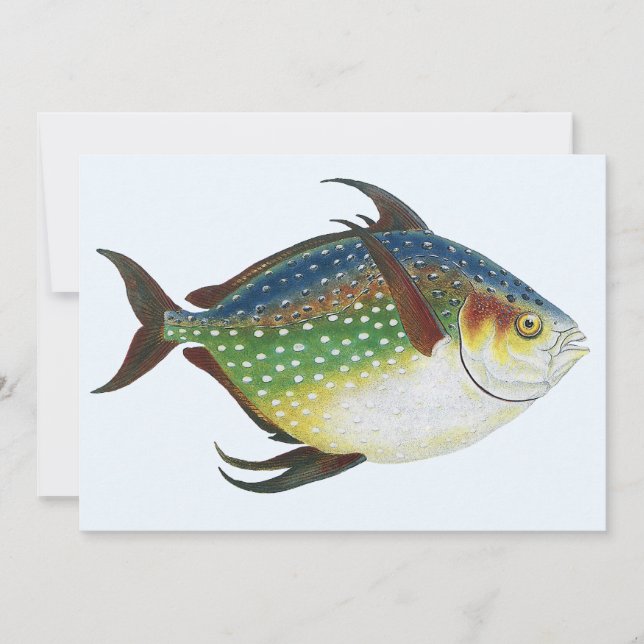 Tropischer Ohnenfisch, Vintages Meerwassertier (Vorderseite)