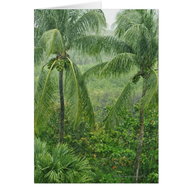 Tropischer Regenwald (Vorne)