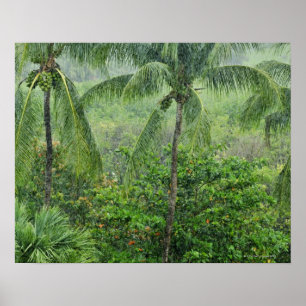 Tropischer Regenwald 2 Poster