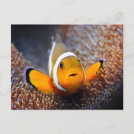 Tropischer Rifffisch - Clownfisch Postkarte