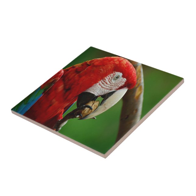 Tropischer Roter Papagei Fliese (Seite)