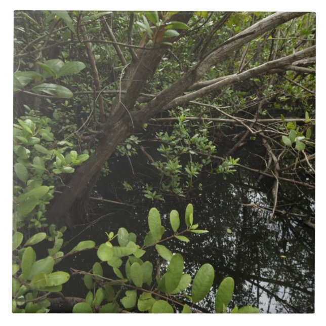 Tropischer Salzteich Fliese (Vorderseite)