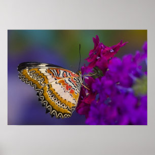 Tropischer Schmetterling auf violetten Blumen Poster
