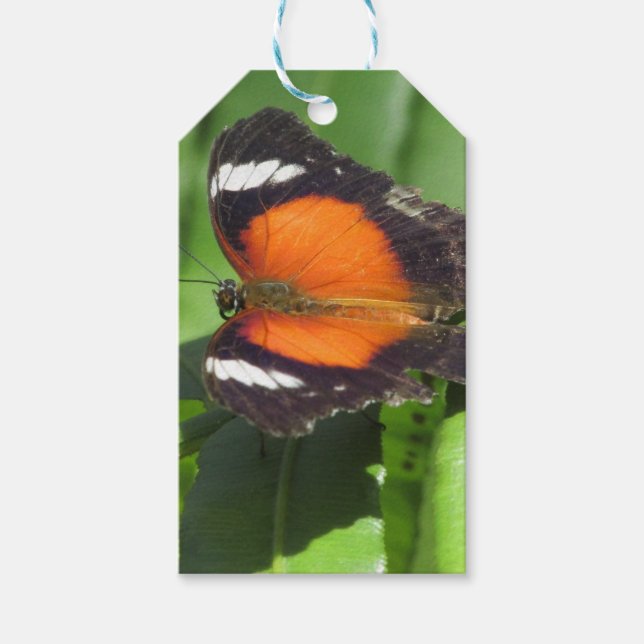 Tropischer Schmetterling Geschenkanhänger (Vorderseite)