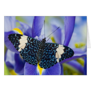 Tropischer Schmetterling Lila Schwertlilie