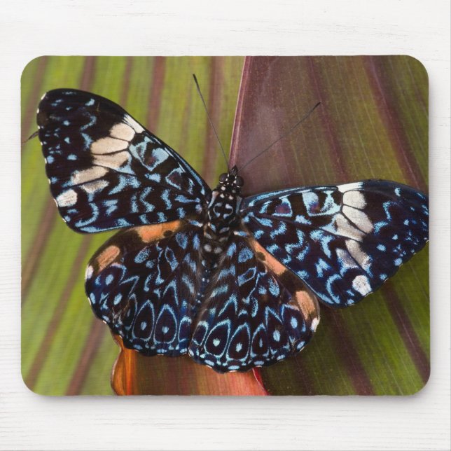 Tropischer Schmetterling Mousepad (Vorne)