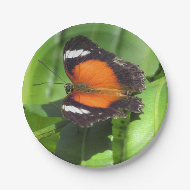 Tropischer Schmetterling Pappteller (Vorderseite)