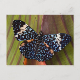 Tropischer Schmetterling Postkarte